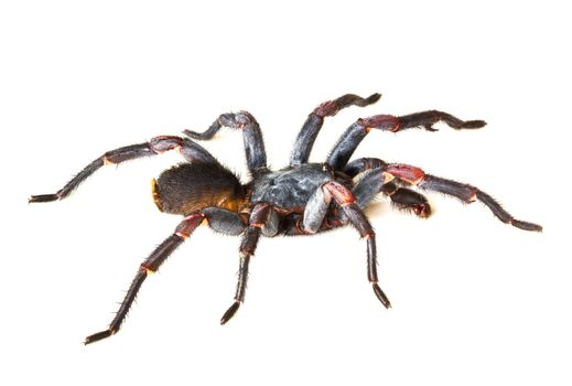 Asian species Spider Tarantula the scientific name is Haplopelma minax Theraphosidae Haplopelma on white background