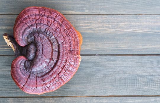 Close up of Ling zhi mushroom, Ganoderma lucidum mushroom on wood table