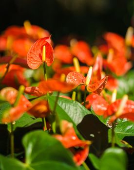 Orange Anthurium flower or flamingo flower blossom with green leaves in the garden