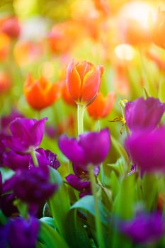 Close up Red tulips flowers blooming in spring garden