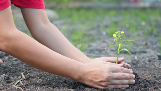 Woman hand hold planting growing a tree in soil on the garden. Female plant small young tree by hand in the morning. Forestry environments ecology, Earth Day and New Life concept. slow motion