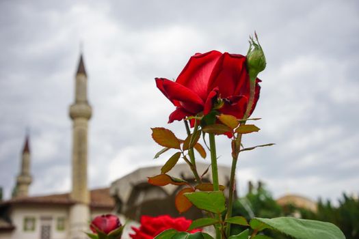 red rose flower on blurred background with the Crimean Tatar mosque