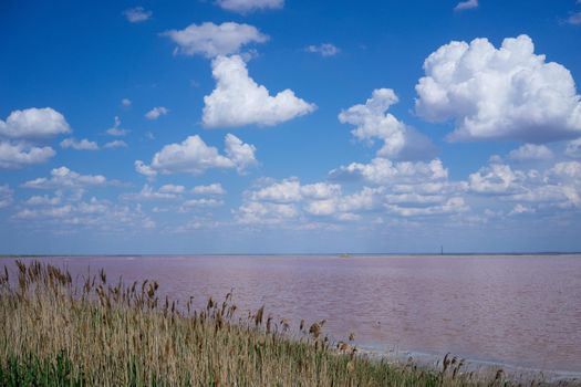 Natural landscape with pink salt lake. Evpatoria, Crimea