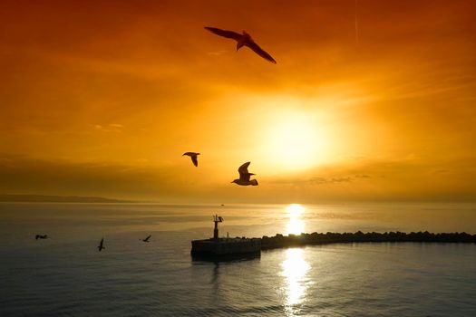 Sunset over seascape with seagulls. beauty of nature
