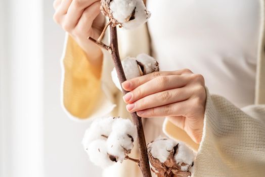 Skin care and youth Concept. Beautiful woman hands holding branch of cotton flowers