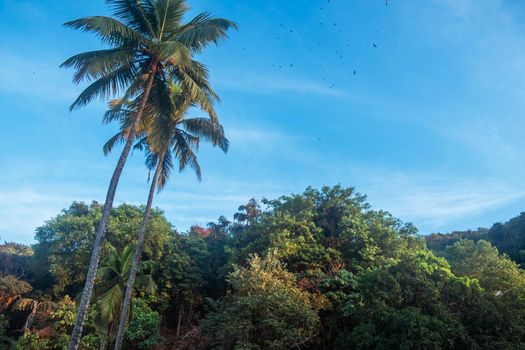 Birds circling over the forest in Goa, India