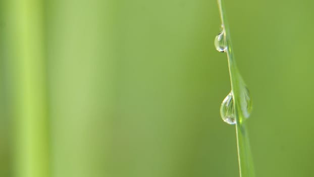 Drop of dew in morning on leaf with sun light. Water drops on the green grass. Water drops on fresh green lea close up, macro.