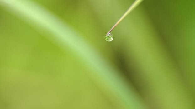 Drop of dew in morning on leaf with sun light. Water drops on the green grass. Water drops on fresh green lea close up, macro.