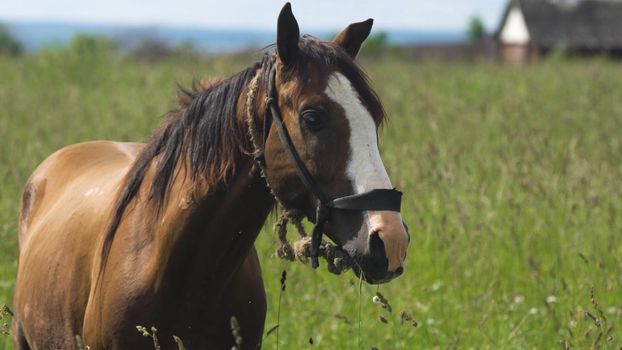 Horses graze in the meadow. Horses grazing on the summer green pasture.