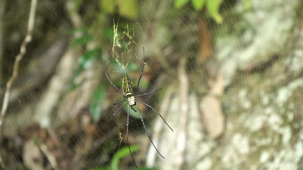 Large tropical spider,nephila golden orb in the web. Golden SIlk Orb Weaving Spider waiting on her web. Nephila pilipes. Philippines.