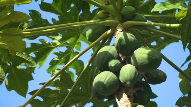 Papaya tree and bunch of fruits. Green papaya fruit on the tree. Philippines.