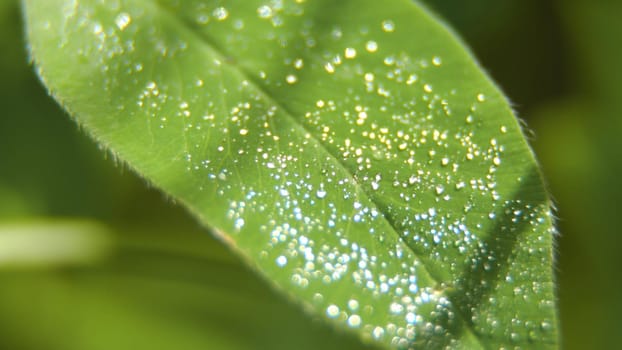 Drop of dew in morning on leaf with sun light. Water drops on the green grass. Water drops on fresh green lea close up, macro.