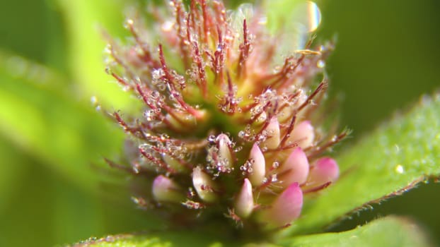 Drop of dew in morning on leaf with sun light. Water drops on the green grass. Water drops on fresh green lea close up, macro.