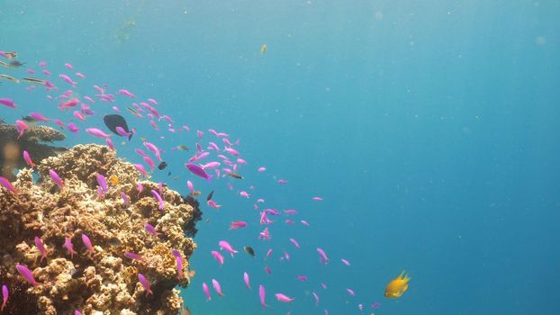 Fish and coral reef. Tropical fish on a coral reef. Wonderful and beautiful underwater world with corals and tropical fish. Hard and soft corals. Diving and snorkeling in the tropical sea. Travel concept.