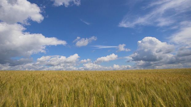 Wheat ears in field. blue sky, clouds. Golden wheat field. Yellow grain ready for harvest growing in farm field.
