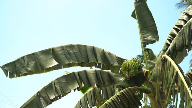 Green bananas on a tree. Banana flower on the tree. Bunch of bananas on tree.