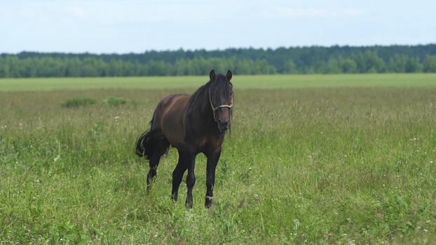 Horses graze in the meadow. Horses grazing on the summer green pasture.