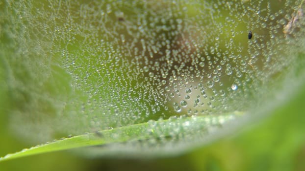 Drop of dew in morning on leaf with sun light. Water drops on the green grass. Water drops on fresh green lea close up, macro.