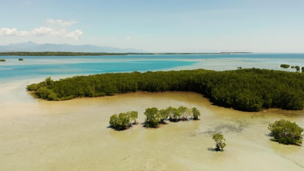 Mangrove trees on coral reef surrounded by sea blue water, aerial view. Mangrove landscape, Honda bay, Palawan, Philippines