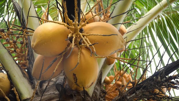 Yellow coconut at tree. Coconuts on a palm tree on a sunny day.