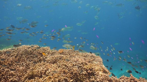 Fish and coral reef. Tropical fish on a coral reef. Wonderful and beautiful underwater world with corals and tropical fish. Hard and soft corals. Diving and snorkeling in the tropical sea. Travel concept.
