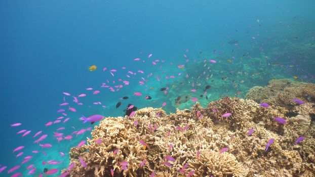Fish and coral reef. Tropical fish on a coral reef. Wonderful and beautiful underwater world with corals and tropical fish. Hard and soft corals. Diving and snorkeling in the tropical sea. Travel concept.