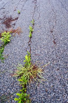 The small plants in the cracks of the asphalt road