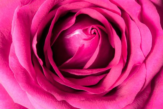 Close up beautiful pink rose , Sweet color natural floral background