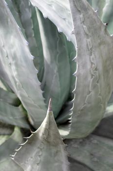 Agave succulent plant freshness texture on leaves surface with thorn of Agave americana