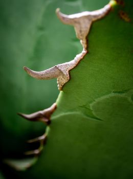 Agave succulent plant freshness texture on leaves surface with thorn of Agave titanota Gentry