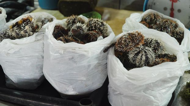 Sea urchin in Asian market. Sale of fresh Sea urchin fish in the Asian public store. Seafood on Market. Sea urchin lying on the shopboard at one of the street markets. Philippines.