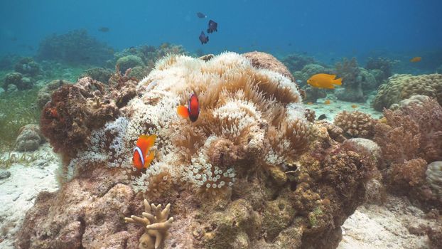 Clown Anemonefish, in their Sea Anemone. Amphiprion percula.Underwater coral garden with anemone and a pair of yellow clownfish. Clown Anemonefish, swimming among the tentacles of its anemone home. Travel concept.