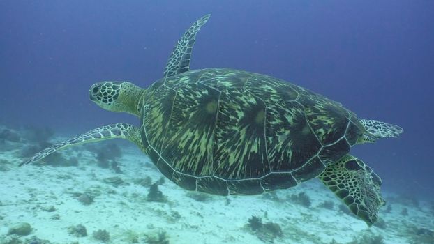 Sea turtle between corals underwater. Wonderful and beautiful underwater world. Diving and snorkeling in the tropical sea. Philippines.