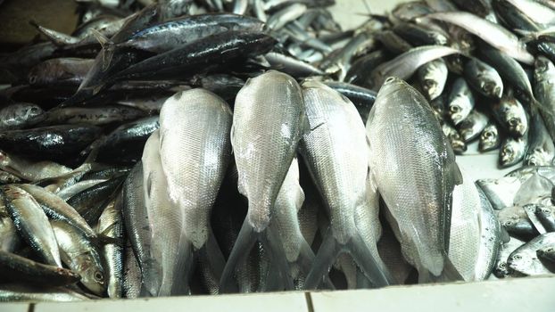 Fresh fish in Asian market. Sale of fresh sea fish in the Asian public store. Sea fish lying on the shopboard at one of the street markets. Philippines.