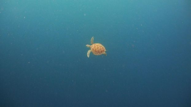 Sea turtle swimming underwater in the sea. Turtle moves its flippers in the ocean under water in the rays of the sun. Wonderful and beautiful underwater world. Diving and snorkeling the tropical sea. Philippines.