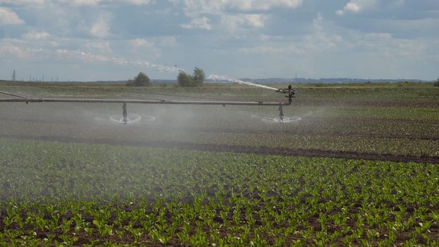 Aerial view: Crop Irrigation using the center pivot sprinkler system. An irrigation pivot watering salad, lettuce field. Irrigation system watering farm field.