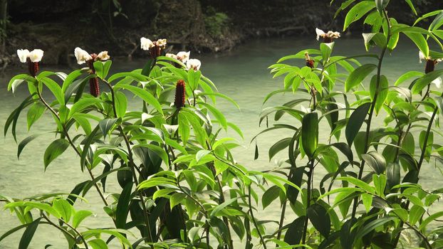 River flows through the rainforest in the jungle. Tropical river, jungle. Tropical Rainforest Landscape.