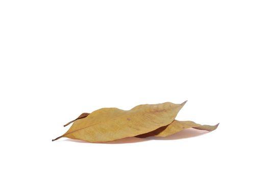 2 dry leaves overlap on white background with clipping path.