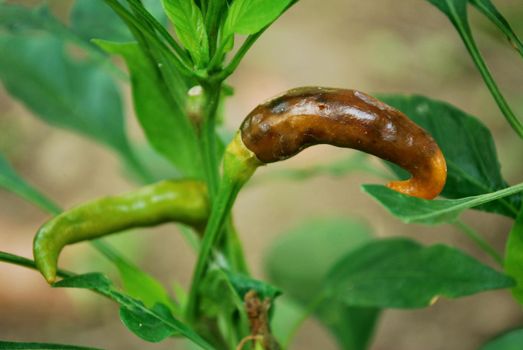 Chili rot caused by borer destruction.Chili caused by insects.