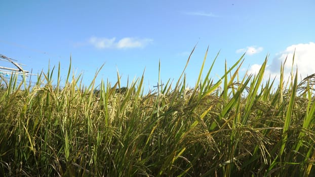 Rice plant in paddy field. Rice field with yellowish green grass, blue sky, cloud, cloudy landscape. Terrace rice field. Philippines.