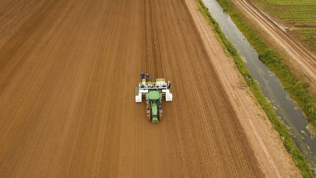 Aerial view Special tractor equipped with equipment for planting green vegetables and lettuce in the cultivated field. Tractor with workers sows, put salad on the field.