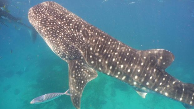 Whale Shark swimming in the clear blue water. Rhincodon typus. Whale shark underwater. Philippines, Oslob.. Wonderful and beautiful underwater world.