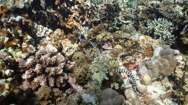 Sea snake on coral reef. Banded Sea Snake underwater.Wonderful and beautiful underwater world. Diving and snorkeling in the tropical sea.
