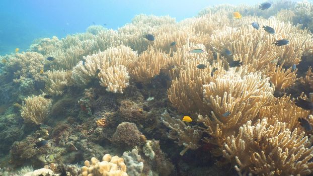 Fish and coral reef. Tropical fish on a coral reef. Wonderful and beautiful underwater world with corals and tropical fish. Hard and soft corals. Diving and snorkeling in the tropical sea. Travel concept.