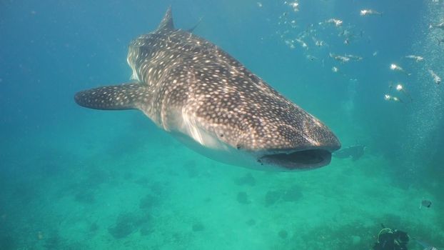 Whale Shark swimming in the clear blue water. Rhincodon typus. Whale shark underwater. Philippines, Oslob.. Wonderful and beautiful underwater world.