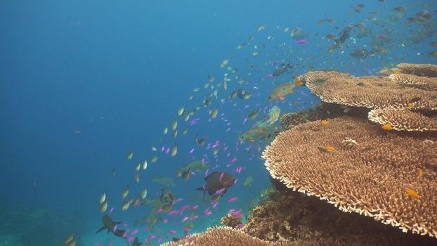 Fish and coral reef. Tropical fish on a coral reef. Wonderful and beautiful underwater world with corals and tropical fish. Hard and soft corals. Diving and snorkeling in the tropical sea. Travel concept.