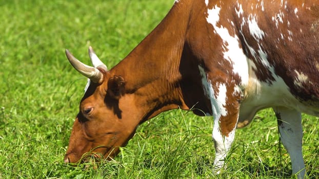 Cows graze on a green pasture on a summer day. Herd cows on a summer pasture. 4K video.