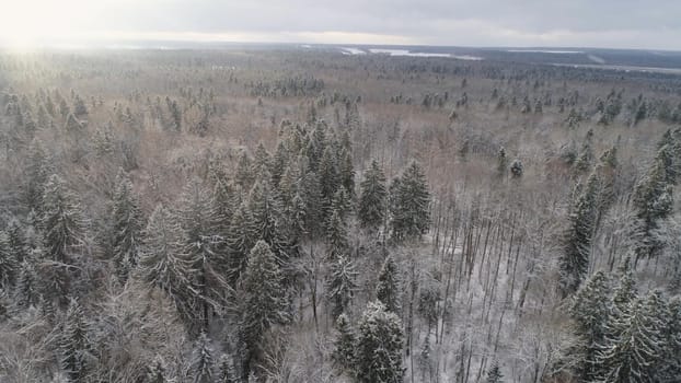 Aerial view: winter forest. Snowy tree branch in a view of the winter forest. Winter landscape, forest, trees covered with frost, snow.