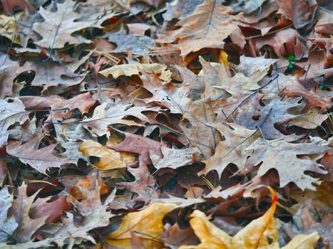 autumn leaves on the ground, close up