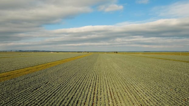 Aerial view of a freshly growing cabbage field. Arable farmland with fresh Chinese cabbage, aerial footage.